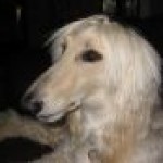 Profile photo of Coravh